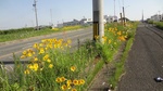 20170520拾石247号1s.jpg