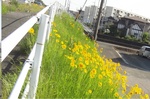 20170520拾石247号3.jpg