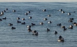 2018水鳥up.jpg