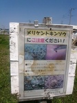 20200406メリケントキンソウ看板s.jpg