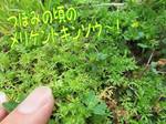 メリケントキンソウ.jpg