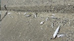 石段の魚の死骸.jpg
